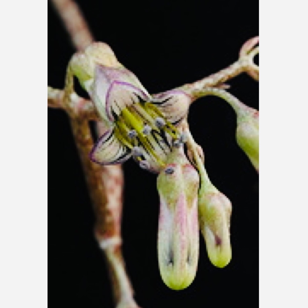 UNROOTED Cuttings RARE Kalanchoe Schizophylla Two Cuttings - Picture 10 of 17